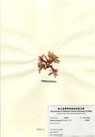 藏品(小果海膜)的圖片